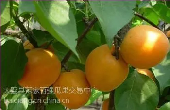 供应陕西金太阳杏金太阳杏价格金太阳杏批发金太阳杏基地-18700362219