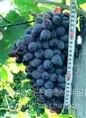 供应吉林出售夏黑葡萄苗,黑龙江内蒙优质无核夏黑葡萄苗