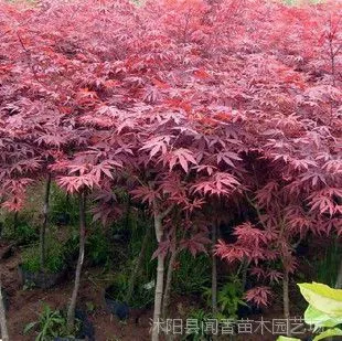 ��Ӧ�������۸� �ձ����С������ ���ȫ�Լ�����***����