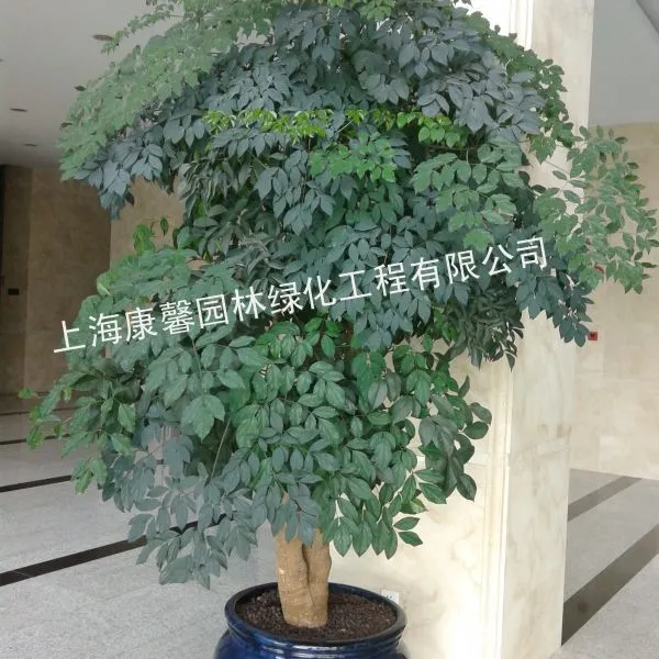 供应上海植物租赁、上海花卉租赁、上海绿化公司