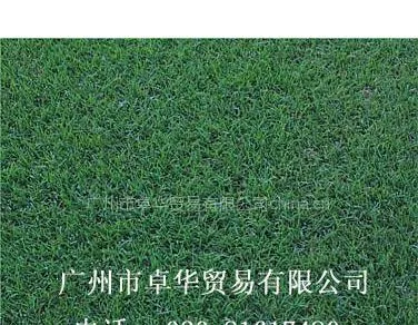 供应狗牙根草种,脱壳狗牙根,公路护坡种子狗牙根