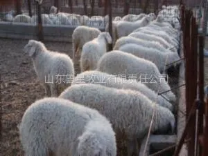 供应山东鲁星牧业供应优质小尾寒羊.肉驴.肉牛养殖