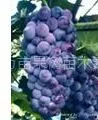 陕西葡萄苗 陕西枣树苗 陕西桑树苗 陕西花椒苗