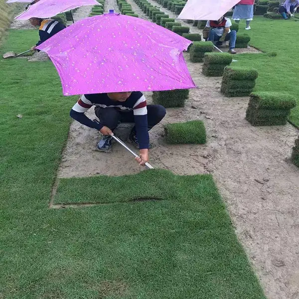 供应广西马尼拉草皮价格