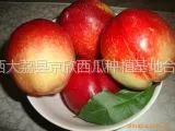 供应产地直销中油5号油桃价格 中油5号油桃产地批发价格