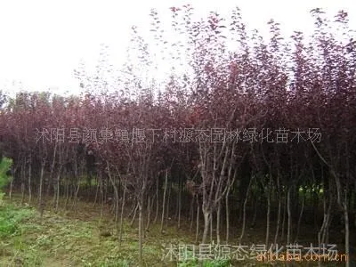 ��Ӧ�ձ�ӣ���� ��ͩ�� �ձ������ ������Ҷ���� ������
