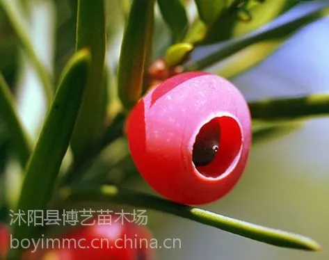 红豆杉种子价格红豆杉行情红豆杉树种子的育苗技术