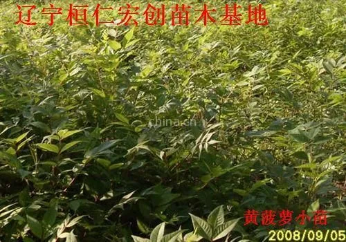 供应黄菠萝、黄菠萝基地、辽宁黄菠萝、桓仁黄菠萝、黄菠萝小苗、黄菠萝种子