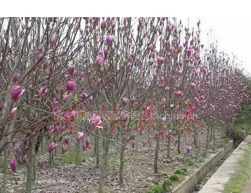 紫玉兰,紫玉兰价格,紫玉兰树苗,紫玉兰树苗价格