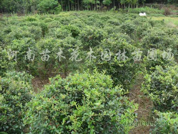 潢川灌木价格-大叶黄杨价格表-豆瓣黄杨金边黄杨小叶黄杨北海道