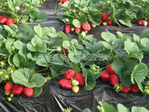 供应草莓苗哪里有 草莓苗预定季节 草莓苗培育