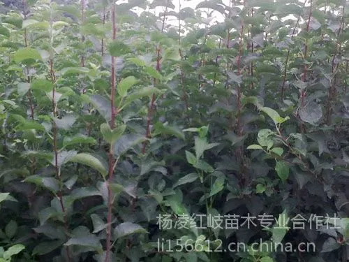 供应苹果苗|陕西苹果苗|甘肃苹果苗|山西苹果苗|新疆苹果苗