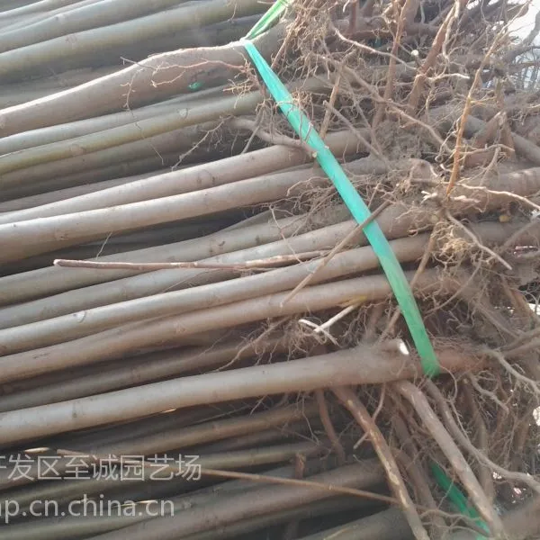 供应香椿树苗批发 红油香椿树苗 小香椿苗 花椒苗供应