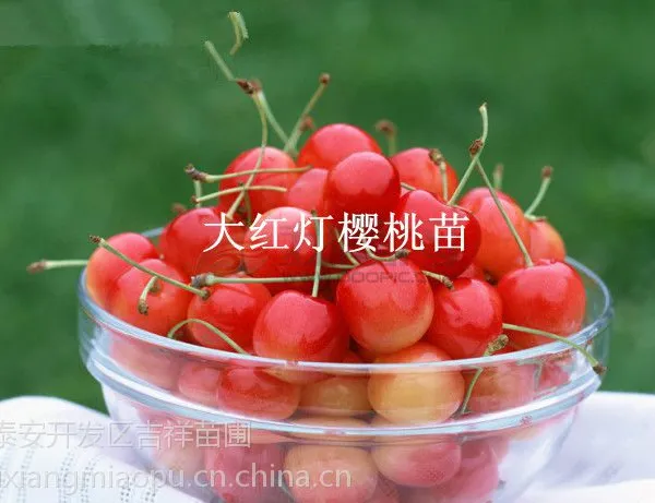 供应哪里樱桃苗好 樱桃种苗培育 樱桃苗专卖市场
