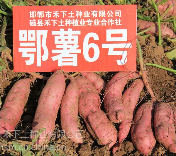 2015年预订淀粉红薯鄂薯6号脱毒甘薯禾下土脱毒红薯苗