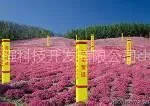 供应玻璃钢标志桩 地埋式玻璃钢标志桩 哪里有玻璃钢标志桩