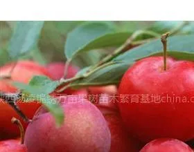 西藏李子苗 枣树苗 桑树苗 花椒苗