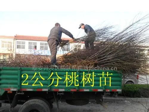 供应桃树苗 桃树苗多少钱一棵 山东桃树苗