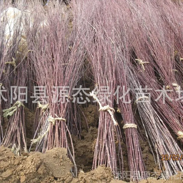 ��Ӧ�����ձ����С�磬�������С�磬����磬���޽��� �����Ż�