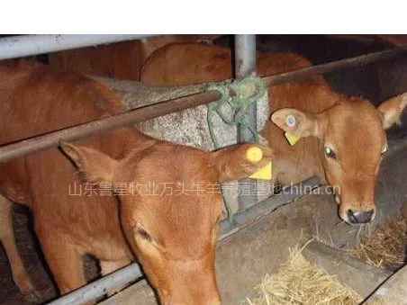 肉牛-鲁西黄牛-山东鲁西黄牛养殖场
