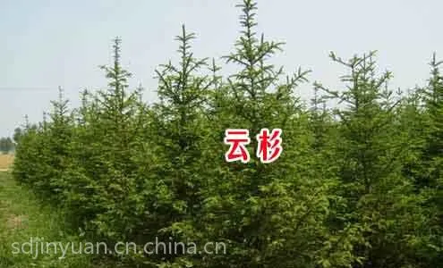 【专业供应绿化苗木青扦云杉山东3米4米5米6米以上云杉价格云杉树苗】