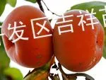供应供应哪里卖柿子苗【吉祥柿子苗果苗培育基地】柿子苗卖家信息