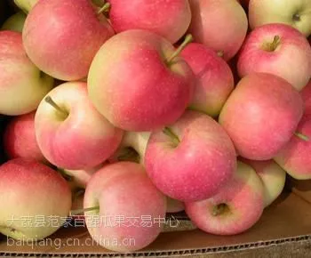 供应大荔***早熟苹果基地公司***格