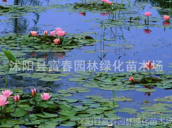 ˯������������ˮ�ۻ�����Ӧ˯������