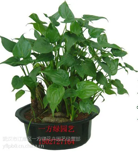 供应武汉一方绿绿色植物租赁租摆出租