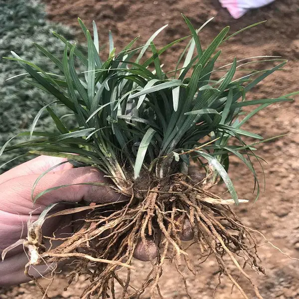 供应马尼拉草皮<绿化草坪>马尼拉草皮价格