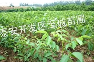 供应核桃苗-核桃苗价格-核桃苗品种