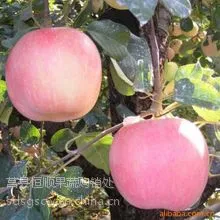 供应山东优秀苹果基地
