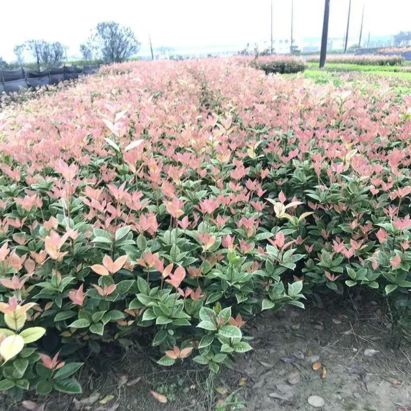 供应供应四川马尼拉草皮价格
