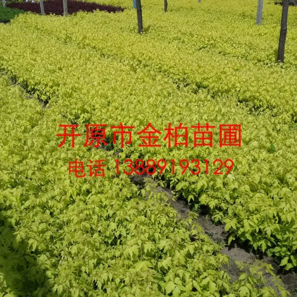 供应东北苗木金叶复叶槭 辽宁金叶复叶槭树苗价格 绿化树开原金叶复叶槭小苗哪里买