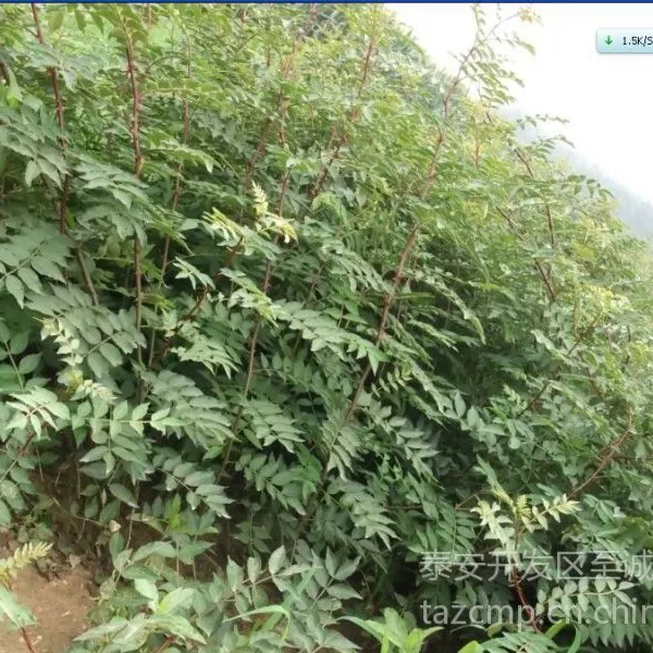 供应花椒苗 花椒树苗