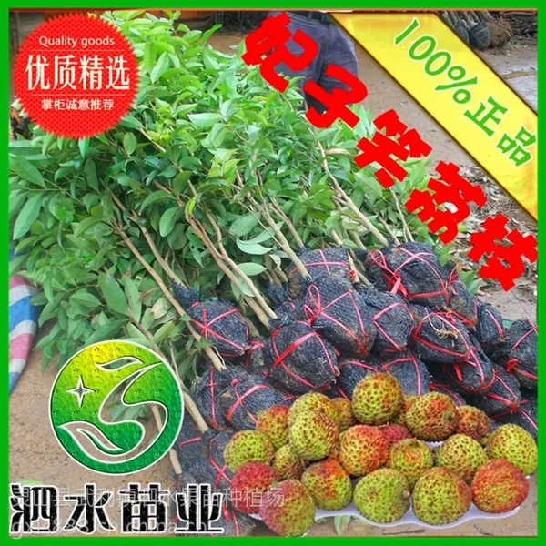 供应荔枝果树 荔枝树苗 妃子笑荔枝 征收占地苗 盆栽荔枝苗 圈枝苗