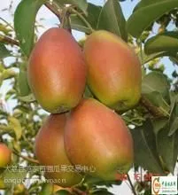 陕西红香酥梨价格行情,香梨批发基地。
