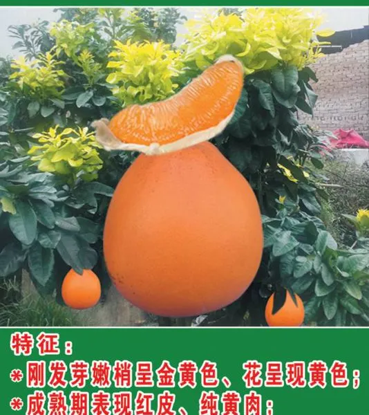 江西新品种柚子苗(40CM)价格,柚子苗价格
