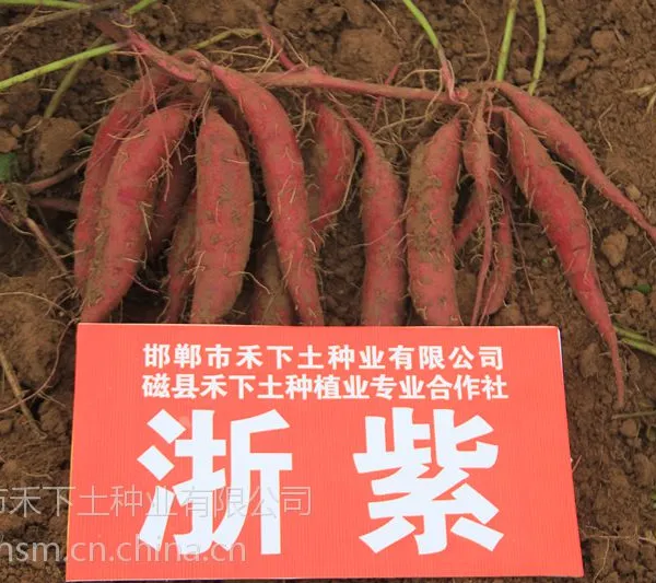 禾下土脱毒红薯浙紫薯1号品质高,薯苗长势旺是紫薯的上好品种