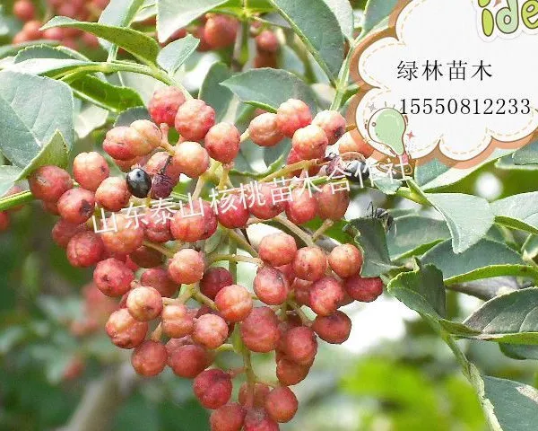 供应花椒苗,花椒苗,花椒苗价格,泰安花椒苗
