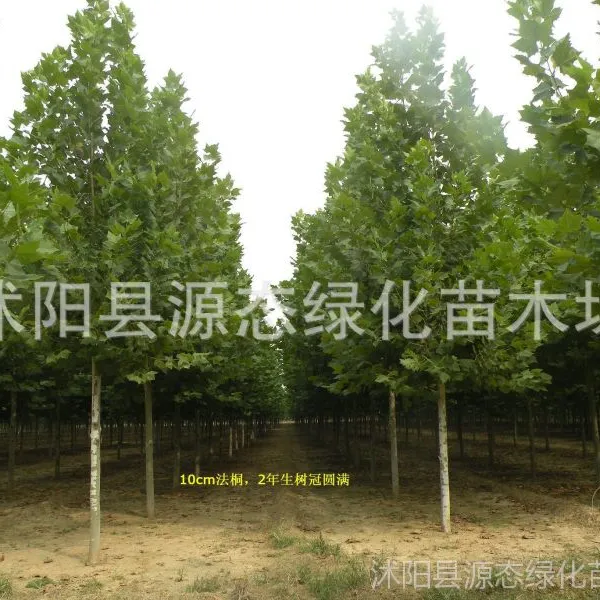 供应速生法桐、大叶女贞、樱花、紫荆、紫薇、银杏