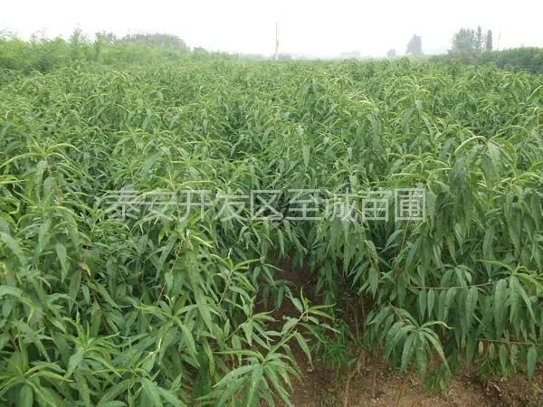 供应桃树苗,占地桃树苗,桃树实生苗,桃树苗价格