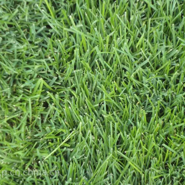 西安早熟禾草坪种植基地