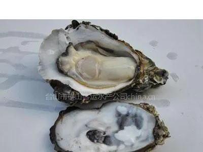 供应吊养生蚝,全壳生蚝,生蚝养殖批发,生蚝