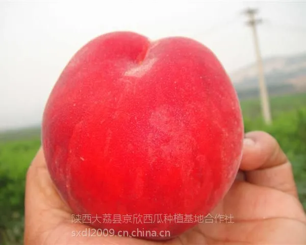 供应陕西突围桃基地突围桃批发突围桃价格