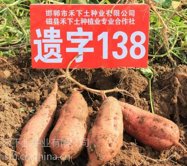 遗字138北京老红瓤禾下土脱毒红薯苗预订2015年甘薯苗