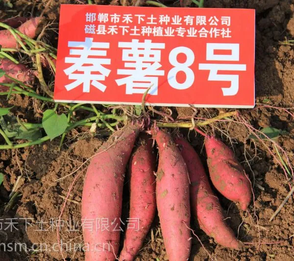 秦薯8号(秦秀06-1、里外红、中国红)禾下土脱毒红薯苗预订2015年原种
