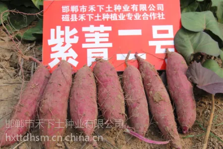 禾下土脱毒紫菁二号红薯苗商品性高、综合性状好