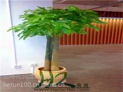 ��Ӧ�Ϻ�����԰��ֲ���̻����ޡ�����������