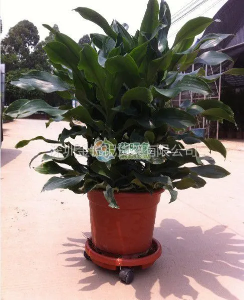 供应供应广州塑料花盆 塑料花槽 育苗花盆 塑料花盆批发